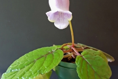2020 Virtual Flower Show Section A – Gesneriads in Flower Class 1 – New World Tuberous Species