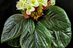 2020 Virtual Flower Show Section A – Gesneriads in Flower Class 1 – New World Tuberous Species