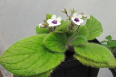 2020 Virtual Flower Show Section A – Gesneriads in Flower Class 1 – New World Tuberous Species