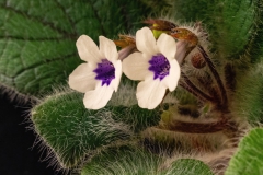 2020 Virtual Flower Show Section A – Gesneriads in Flower Class 1 – New World Tuberous Species