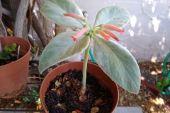 2020 Virtual Flower Show Section A – Gesneriads in Flower Class 1 – New World Tuberous Species