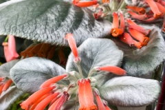 2020 Virtual Flower Show Section A – Gesneriads in Flower Class 1 – New World Tuberous Species