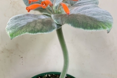 2020 Virtual Flower Show Section A – Gesneriads in Flower Class 1 – New World Tuberous Species
