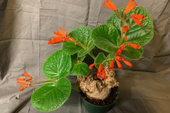 2020 Virtual Flower Show Section A – Gesneriads in Flower Class 1 – New World Tuberous Species