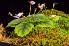 2020 Virtual Flower Show Section A – Gesneriads in Flower Class 1 – New World Tuberous Species