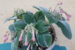 2020 Virtual Flower Show Section A – Gesneriads in Flower Class 1 – New World Tuberous Species