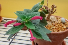 2020 Virtual Flower Show Section A – Gesneriads in Flower Class 1 – New World Tuberous Species