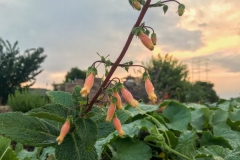 2020 Virtual Flower Show Section A – Gesneriads in Flower Class 2 – New World Tuberous Hybrids