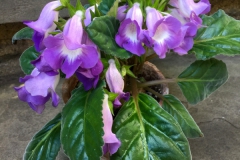 2020 Virtual Flower Show Section A – Gesneriads in Flower Class 1 – New World Tuberous Species