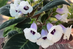 2020 Virtual Flower Show Section A – Gesneriads in Flower Class 1 – New World Tuberous Species