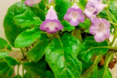 2020 Virtual Flower Show Section A – Gesneriads in Flower Class 2 – New World Tuberous Hybrids