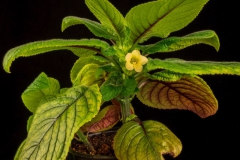 2020 Virtual Flower Show Section A – Gesneriads in Flower Class 1 – New World Tuberous Species