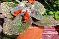 2020 Virtual Flower Show Section A – Gesneriads in Flower Class 2 – New World Tuberous Hybrids