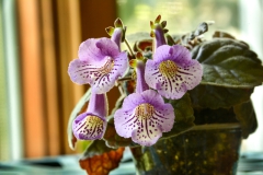 2020 Virtual Flower Show Section A – Gesneriads in Flower Class 2 – New World Tuberous Hybrids