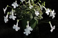 2020 Virtual Flower Show Section A – Gesneriads in Flower Class 2 – New World Tuberous Hybrids 2020 Virtual Flower Show Section A – Gesneriads in Flower Class 2 – New World Tuberous Hybrids