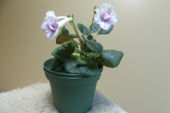 2020 Virtual Flower Show Section A – Gesneriads in Flower Class 2 – New World Tuberous Hybrids 2020 Virtual Flower Show Section A – Gesneriads in Flower Class 2 – New World Tuberous Hybrids