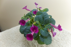 2020 Virtual Flower Show Section A – Gesneriads in Flower Class 2 – New World Tuberous Hybrids 2020 Virtual Flower Show Section A – Gesneriads in Flower Class 2 – New World Tuberous Hybrids