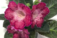 2020 Virtual Flower Show Section A – Gesneriads in Flower Class 2 – New World Tuberous Hybrids 2020 Virtual Flower Show Section A – Gesneriads in Flower Class 2 – New World Tuberous Hybrids