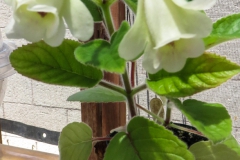 2020 Virtual Flower Show Section A – Gesneriads in Flower Class 2 – New World Tuberous Hybrids