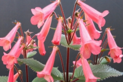 2020 Virtual Flower Show Section A – Gesneriads in Flower Class 2 – New World Tuberous Hybrids