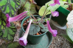 2020 Virtual Flower Show Section A – Gesneriads in Flower Class 2 – New World Tuberous Hybrids
