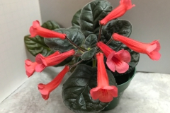 2020 Virtual Flower Show Section A – Gesneriads in Flower Class 2 – New World Tuberous Hybrids