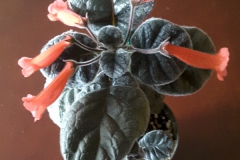 2020 Virtual Flower Show Section A – Gesneriads in Flower Class 2 – New World Tuberous Hybrids