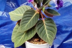2020 Virtual Flower Show Section A – Gesneriads in Flower Class 2 – New World Tuberous Hybrids