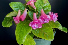 2020 Virtual Flower Show Section A – Gesneriads in Flower Class 2 – New World Tuberous Hybrids