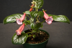2020 Virtual Flower Show Section A – Gesneriads in Flower Class 2 – New World Tuberous Hybrids