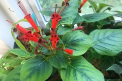 2020 Virtual Flower Show Section A – Gesneriads in Flower Class 2 – New World Tuberous Hybrids