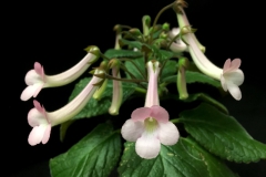2020 Virtual Flower Show Section A – Gesneriads in Flower Class 2 – New World Tuberous Hybrids
