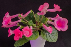 2020 Virtual Flower Show Section A – Gesneriads in Flower Class 2 – New World Tuberous Hybrids