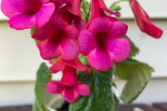 2020 Virtual Flower Show Section A – Gesneriads in Flower Class 2 – New World Tuberous Hybrids