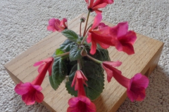 2020 Virtual Flower Show Section A – Gesneriads in Flower Class 2 – New World Tuberous Hybrids