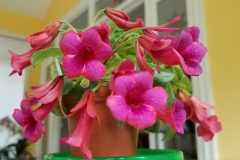 2020 Virtual Flower Show Section A – Gesneriads in Flower Class 2 – New World Tuberous Hybrids