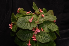 2020 Virtual Flower Show Section A – Gesneriads in Flower Class 2 – New World Tuberous Hybrids
