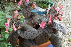 2020 Virtual Flower Show Section A – Gesneriads in Flower Class 2 – New World Tuberous Hybrids 2020 Virtual Flower Show Section A – Gesneriads in Flower Class 2 – New World Tuberous Hybrids