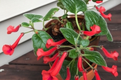 2020 Virtual Flower Show Section A – Gesneriads in Flower Class 2 – New World Tuberous Hybrids 2020 Virtual Flower Show Section A – Gesneriads in Flower Class 2 – New World Tuberous Hybrids