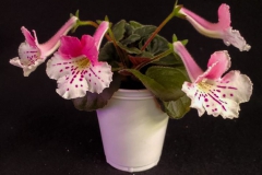 2020 Virtual Flower Show Section A – Gesneriads in Flower Class 2 – New World Tuberous Hybrids 2020 Virtual Flower Show Section A – Gesneriads in Flower Class 2 – New World Tuberous Hybrids