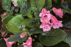 2020 Virtual Flower Show Section A – Gesneriads in Flower Class 2 – New World Tuberous Hybrids 2020 Virtual Flower Show Section A – Gesneriads in Flower Class 2 – New World Tuberous Hybrids