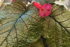 2020 Virtual Flower Show Section A – Gesneriads in Flower Class 2 – New World Tuberous Hybrids 2020 Virtual Flower Show Section A – Gesneriads in Flower Class 2 – New World Tuberous Hybrids