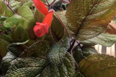 2020 Virtual Flower Show Section A – Gesneriads in Flower Class 2 – New World Tuberous Hybrids 2020 Virtual Flower Show Section A – Gesneriads in Flower Class 2 – New World Tuberous Hybrids
