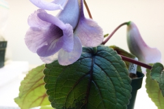 2020 Virtual Flower Show Section A – Gesneriads in Flower Class 2 – New World Tuberous Hybrids 2020 Virtual Flower Show Section A – Gesneriads in Flower Class 2 – New World Tuberous Hybrids