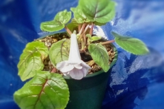 2020 Virtual Flower Show Section A – Gesneriads in Flower Class 2 – New World Tuberous Hybrids 2020 Virtual Flower Show Section A – Gesneriads in Flower Class 2 – New World Tuberous Hybrids