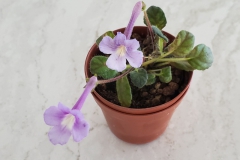 2020 Virtual Flower Show Section A – Gesneriads in Flower Class 2 – New World Tuberous Hybrids 2020 Virtual Flower Show Section A – Gesneriads in Flower Class 2 – New World Tuberous Hybrids