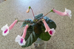 2020 Virtual Flower Show Section A – Gesneriads in Flower Class 2 – New World Tuberous Hybrids 2020 Virtual Flower Show Section A – Gesneriads in Flower Class 2 – New World Tuberous Hybrids