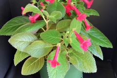2020 Virtual Flower Show Section A – Gesneriads in Flower Class 2 – New World Tuberous Hybrids