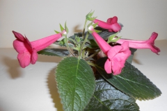2020 Virtual Flower Show Section A – Gesneriads in Flower Class 2 – New World Tuberous Hybrids 2020 Virtual Flower Show Section A – Gesneriads in Flower Class 2 – New World Tuberous Hybrids