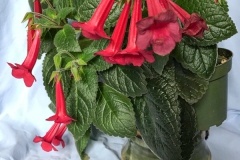 2020 Virtual Flower Show Section A – Gesneriads in Flower Class 2 – New World Tuberous Hybrids 2020 Virtual Flower Show Section A – Gesneriads in Flower Class 2 – New World Tuberous Hybrids